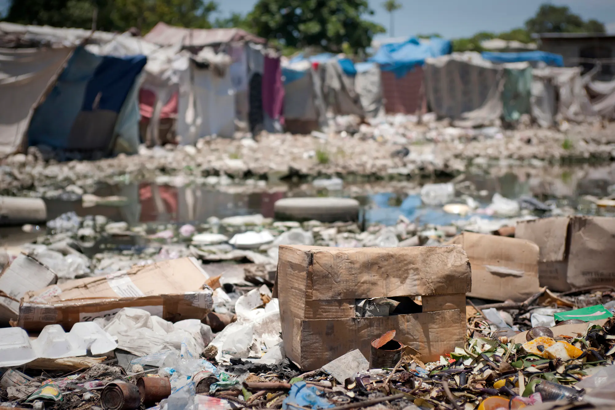 Cholera bacteria thrive in contaminated water sources