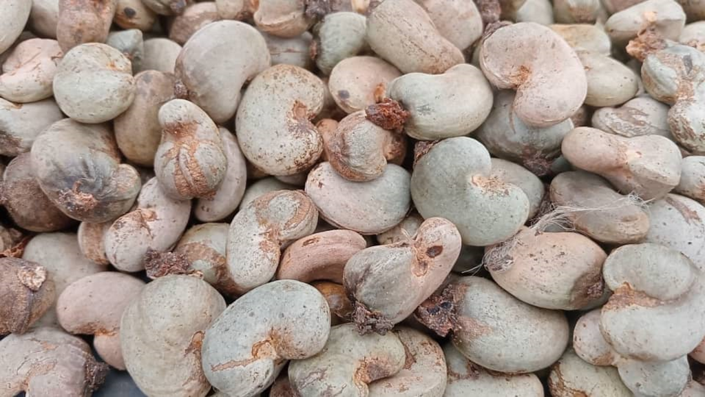 Poor anacarde harvest linked to erratic rainfall and suboptimal farming methods in northern Côte d'Ivoire