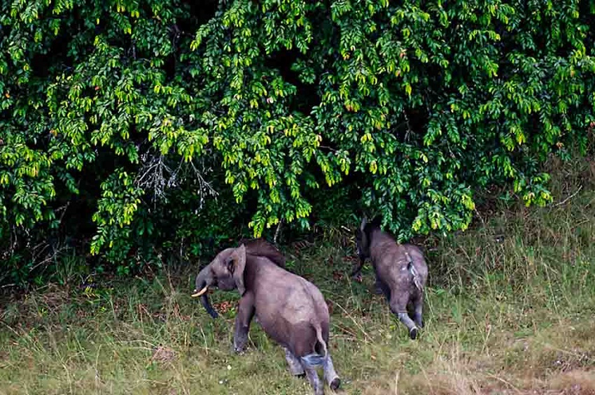 African Elephants, Gabon