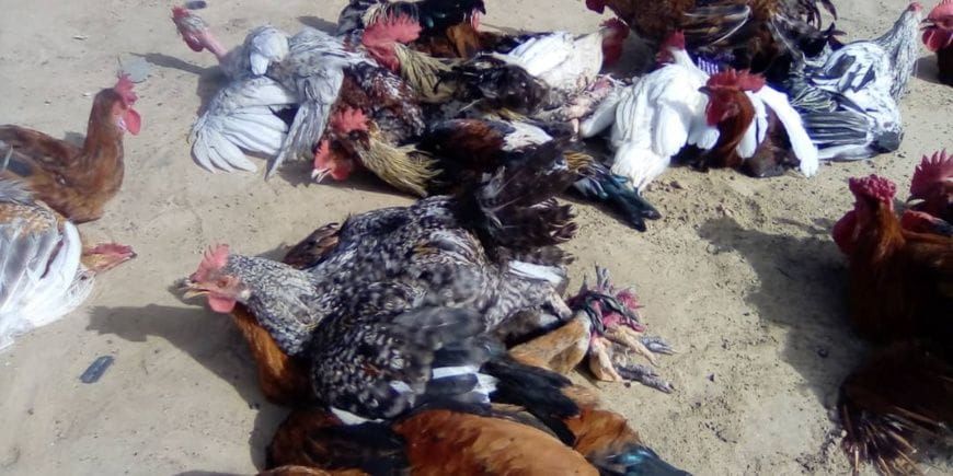Ati’s poultry prices surge: a crisis for chadian households and traders